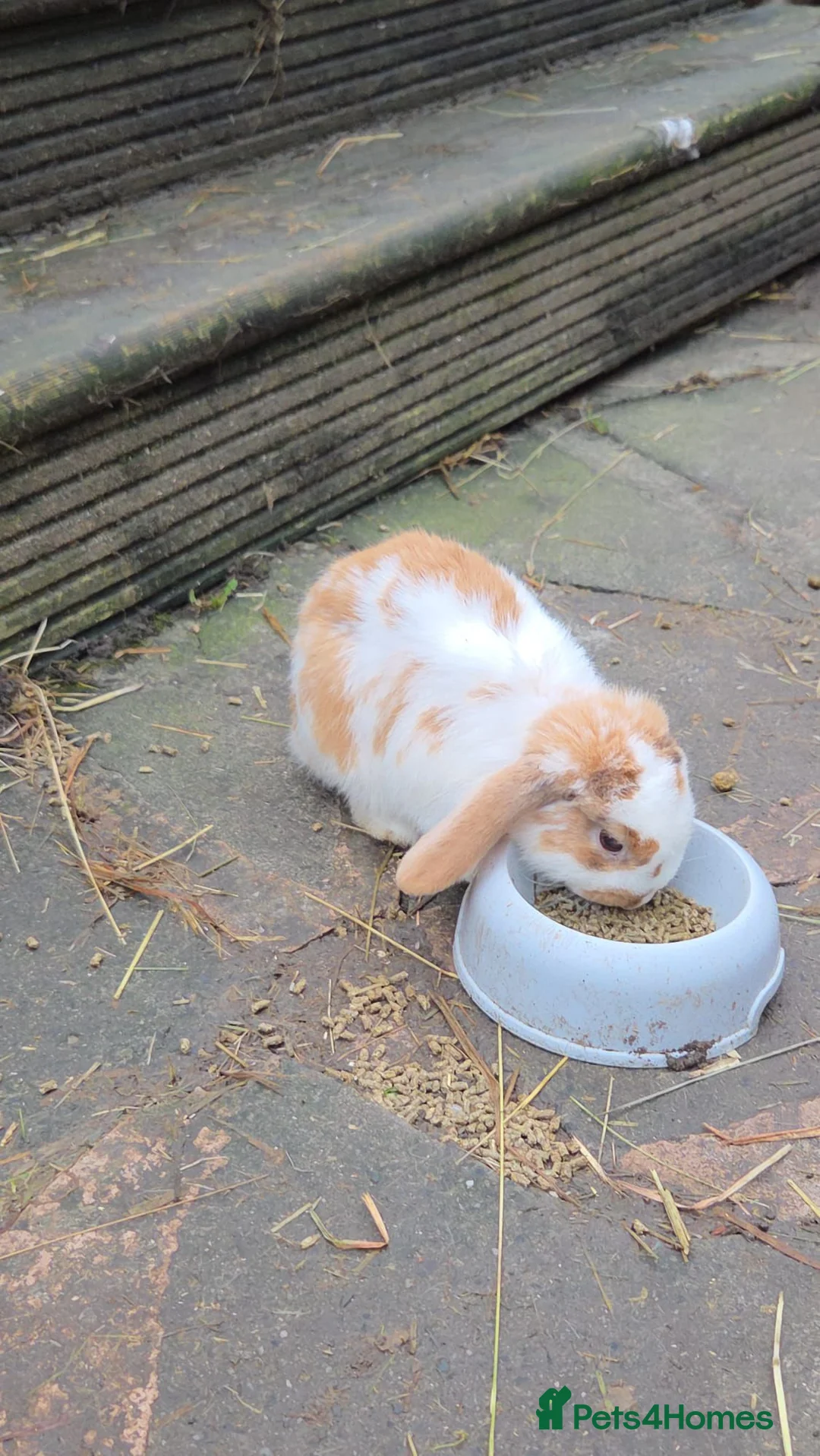 Mini Lop rabbits for sale: Beautiful rabbit for sale  in Manchester - Advert 2