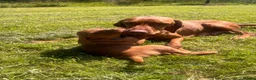 Mixed Breed dogs for sale: Hungarian Vizsla X Labrador (fox red) in Fort William - Advert 6