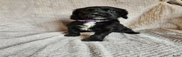 Sprocker dogs for sale: Sprocker Spaniel Puppies - Advert 15