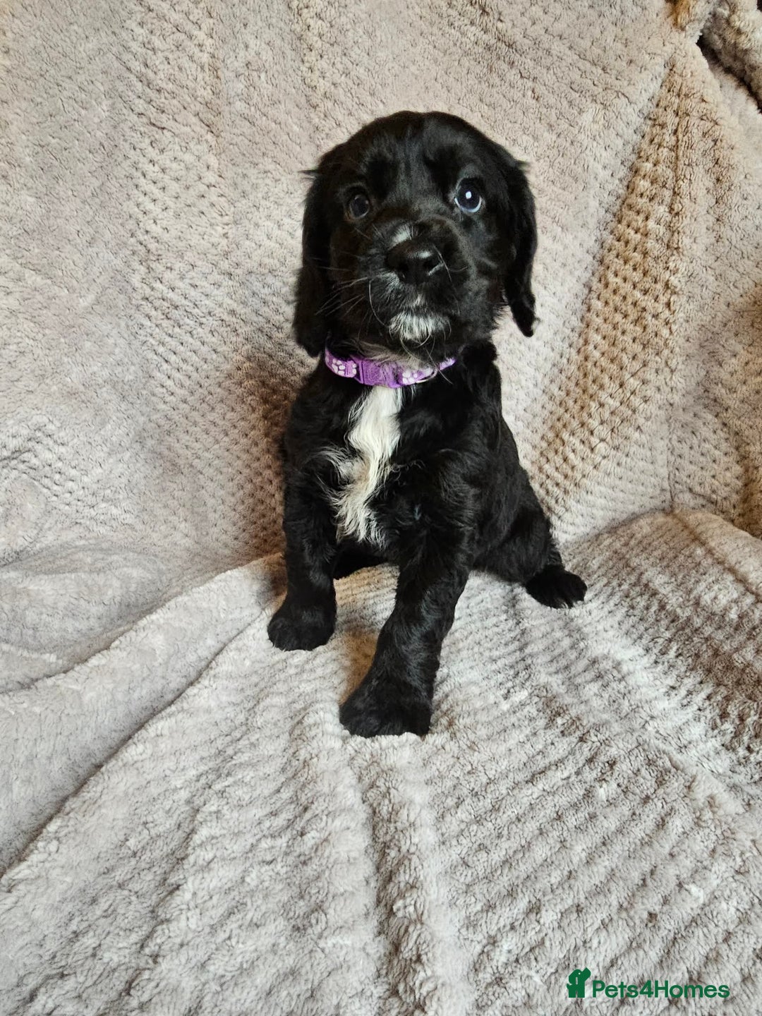Sprocker dogs for sale: Sprocker Spaniel Puppies - Advert 15