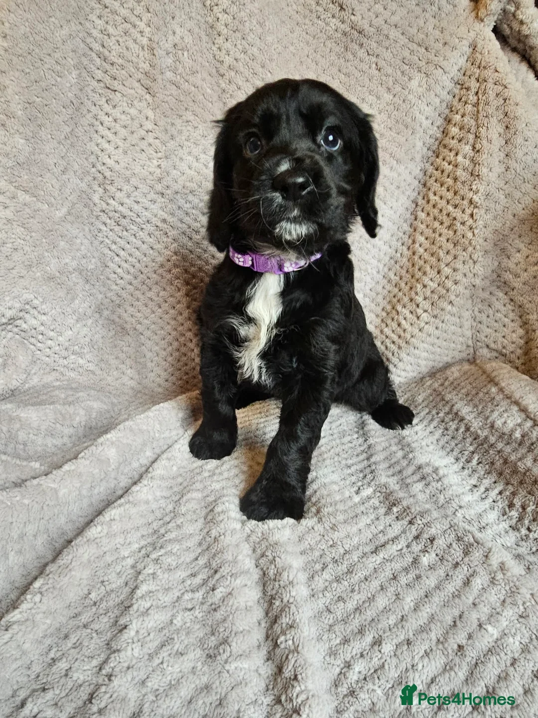 Sprocker dogs for sale: Sprocker Spaniel Puppies * only 1 left * - Advert 15