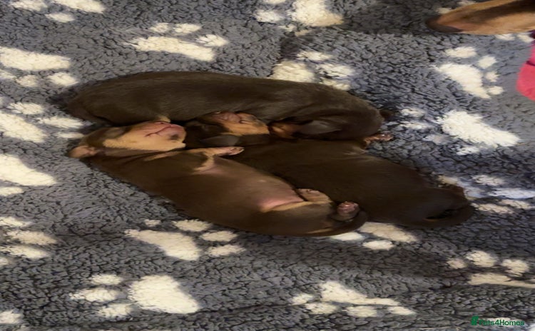 Miniature Dachshund dogs - Advert 5