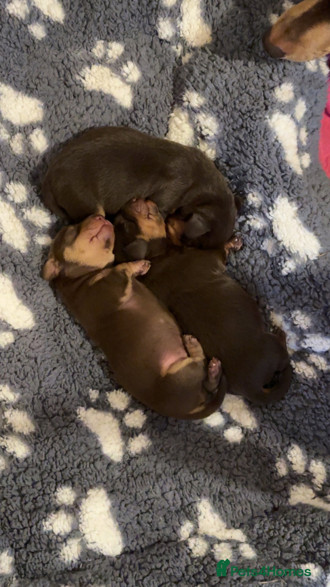 Miniature Dachshund dogs for sale:  Chocolate miniature dachshund  - Image 2