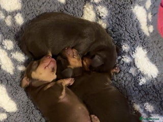 Miniature Dachshund dogs Chocolate miniature dachshund - Advert 5