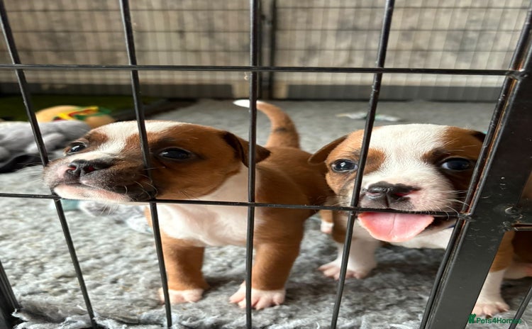 Staffordshire Bull Terrier dogs - Advert 6
