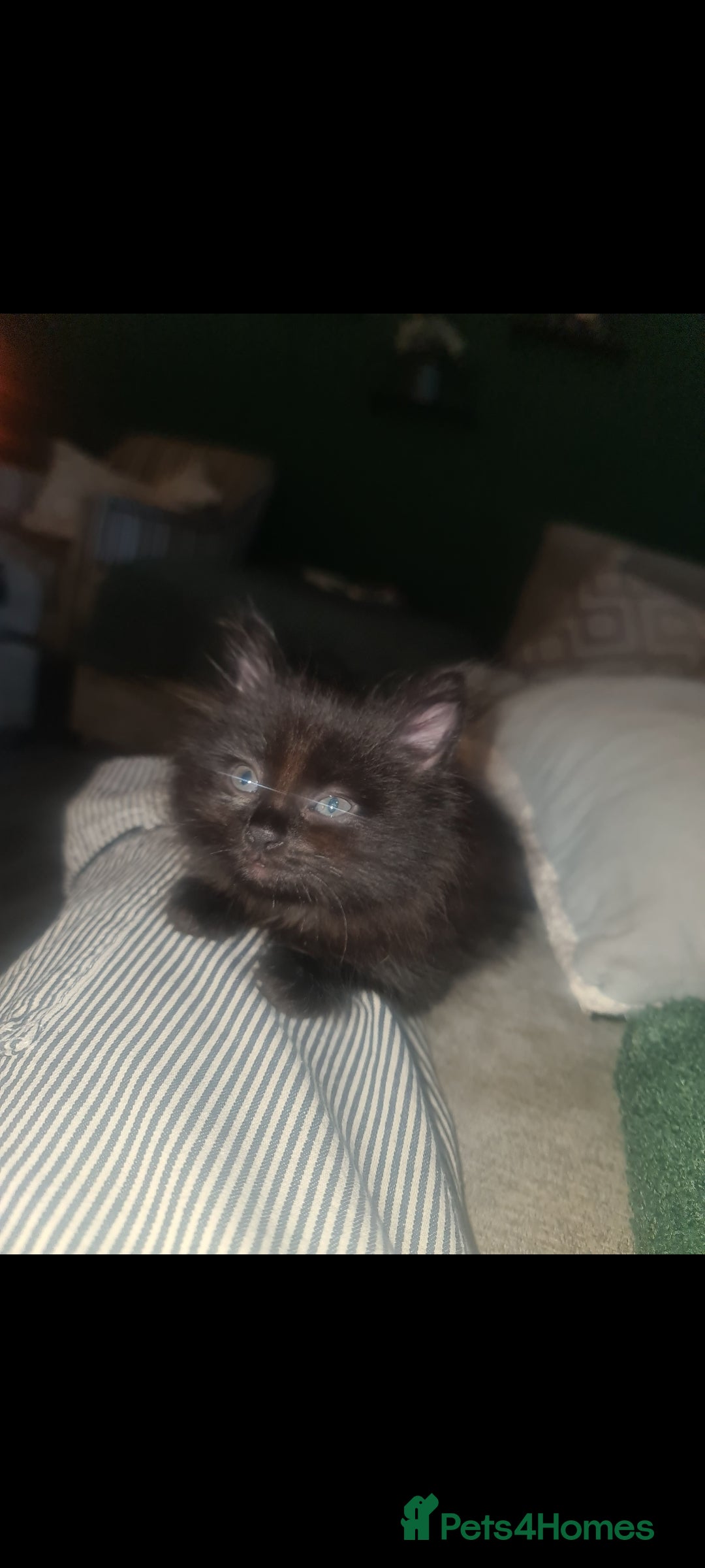 British Longhair cats for sale: Beautiful kittens  - Image 6