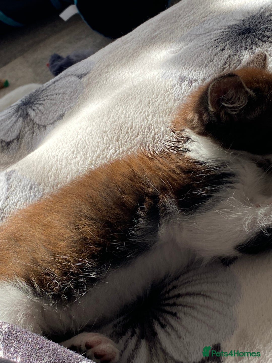 Domestic Shorthair cats for sale: Kitten  - Image 3