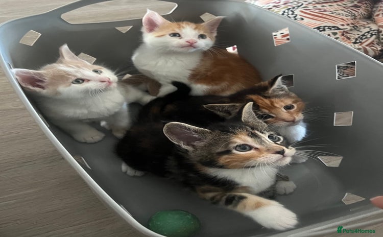 Maine Coon cats - Advert 4
