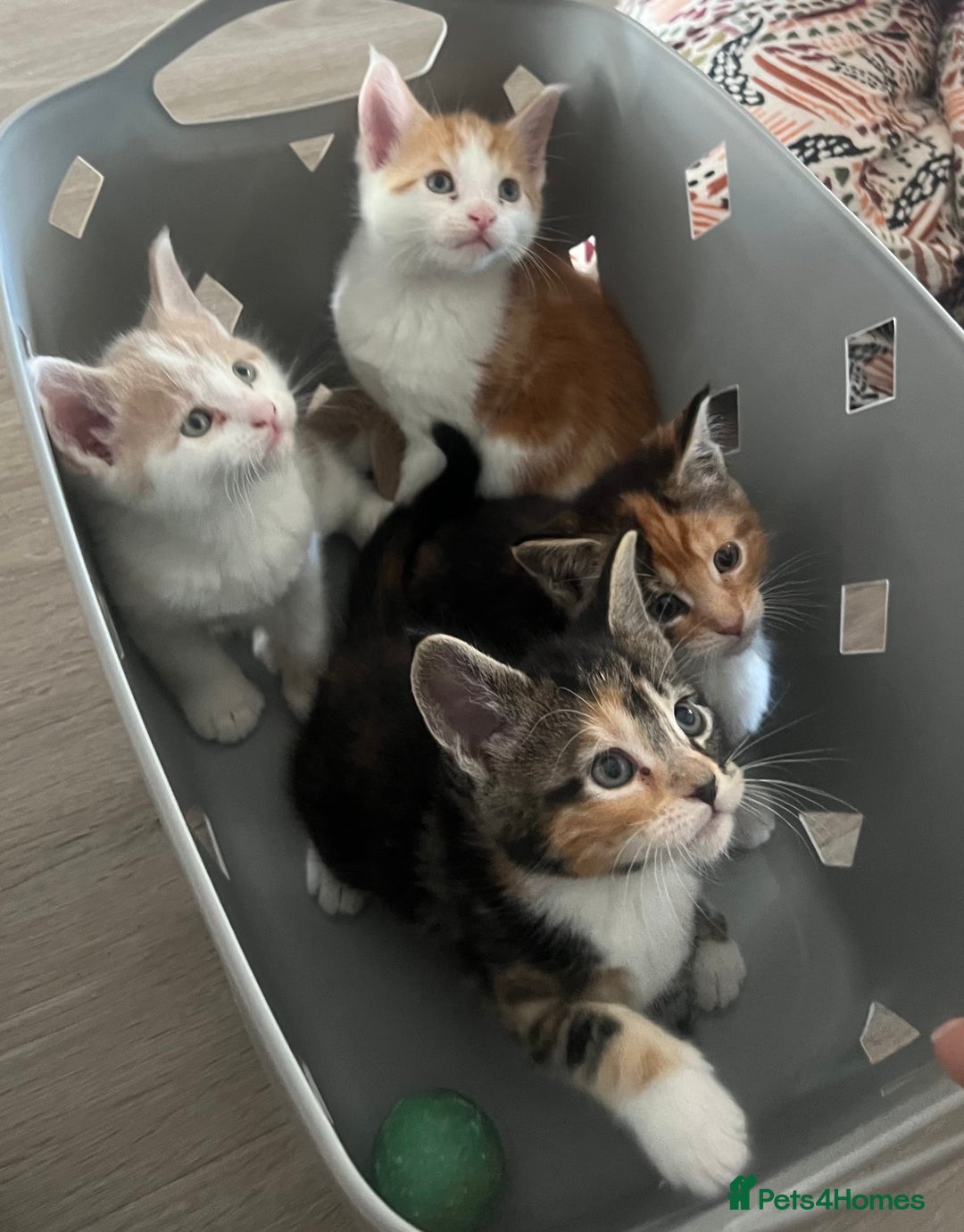 Maine Coon cats for sale: Maine Coon Cross Kittens  - Image 1