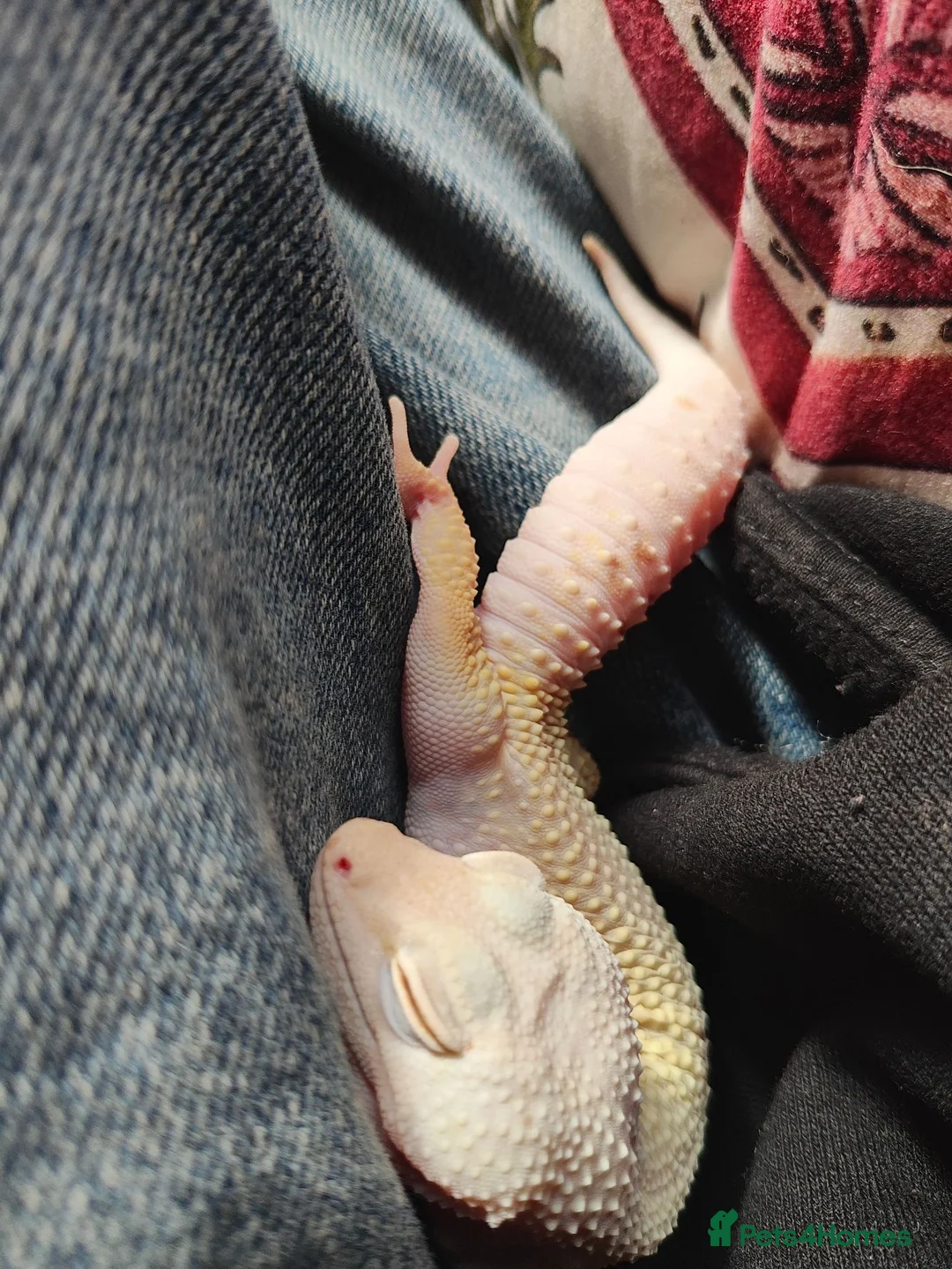Leopard Gecko reptiles for sale: Leopard Gecko and Vivarium in Norwich - Advert 7