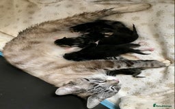 Mixed Breed cats for sale: 2 boys Available today 30/8/25 - Image 9