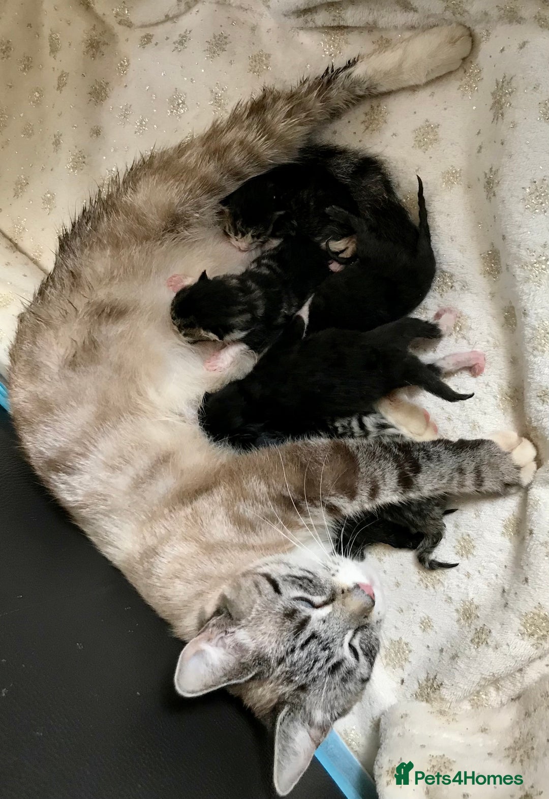Mixed Breed cats for sale: 2 boys Available today 30/8/25 - Image 9