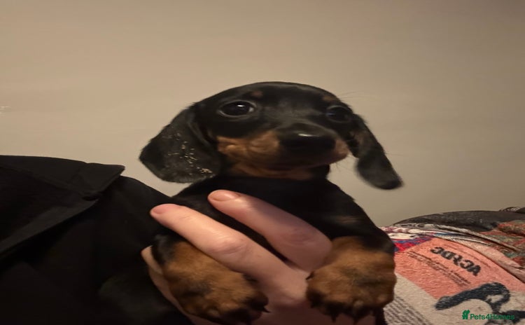 Miniature Dachshund dogs - Advert 6