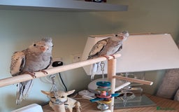Cockatiels birds for sale: Hand reared baby cocktails very tame lovely birds  - Image 4