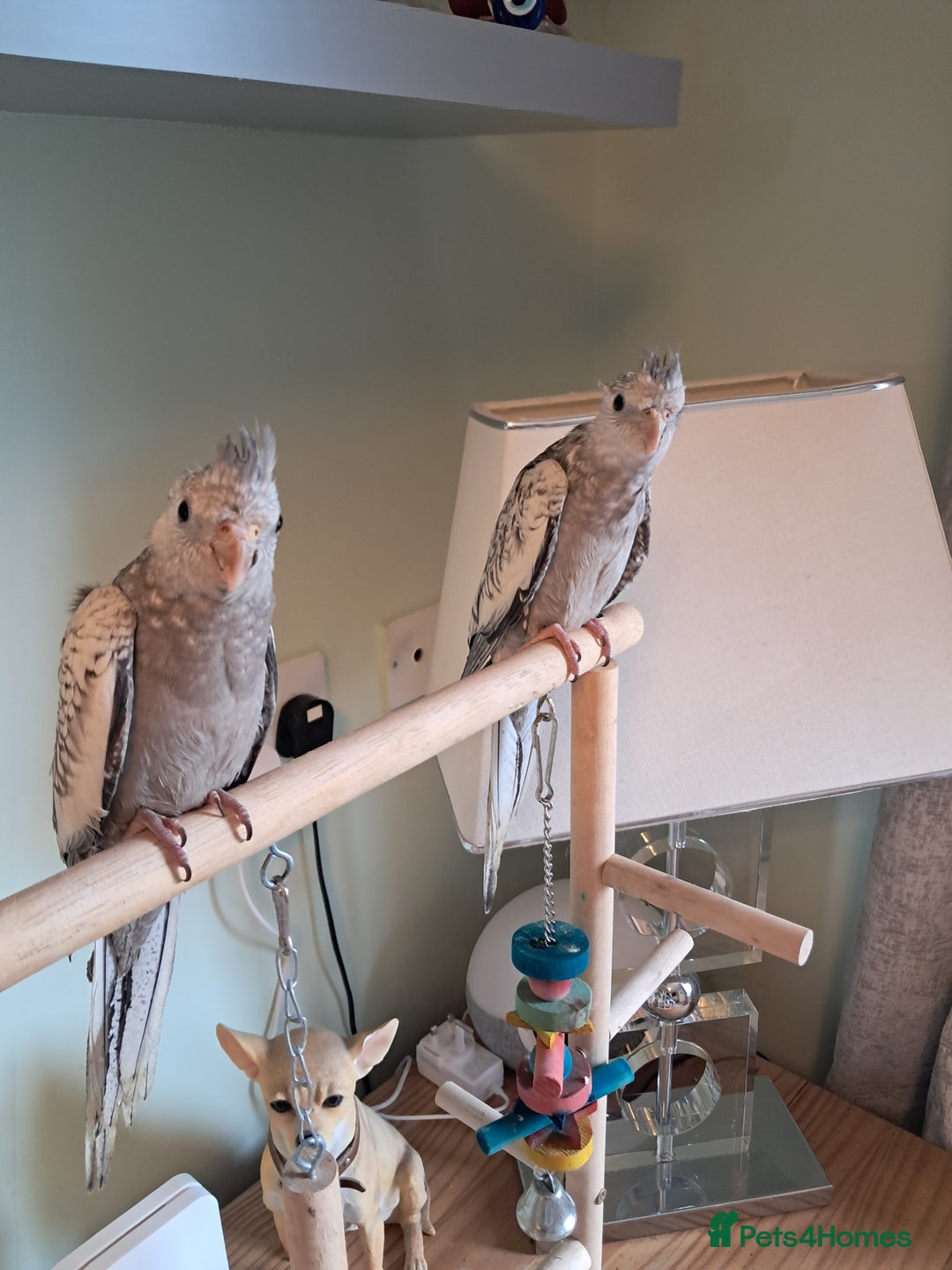Cockatiels birds for sale: Hand reared baby cocktails very tame lovely birds  - Image 4