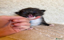 Ragdoll cats for sale: Ragdoll x kittens  - Image 4