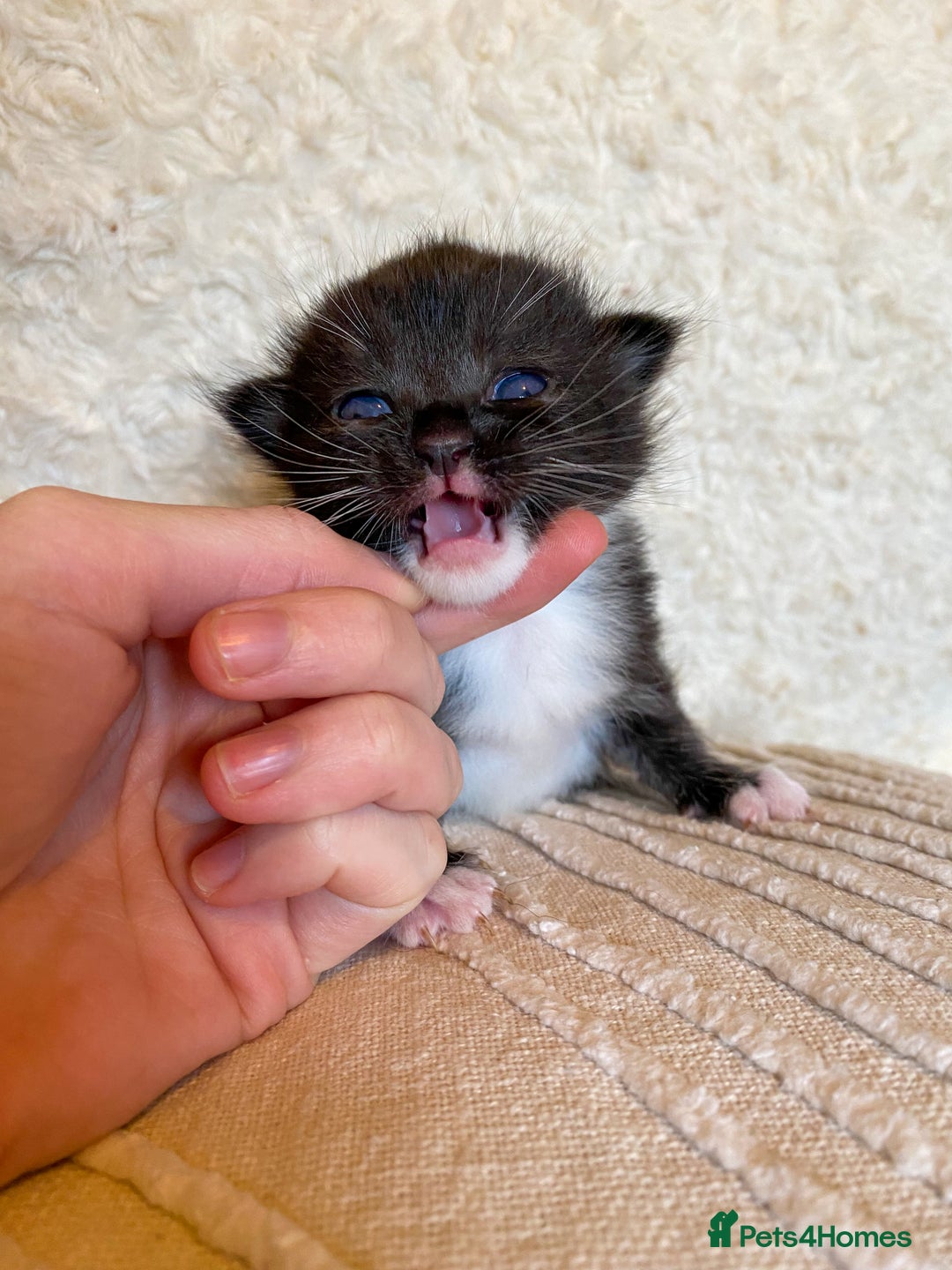 Ragdoll cats for sale: Ragdoll x kittens  - Image 4