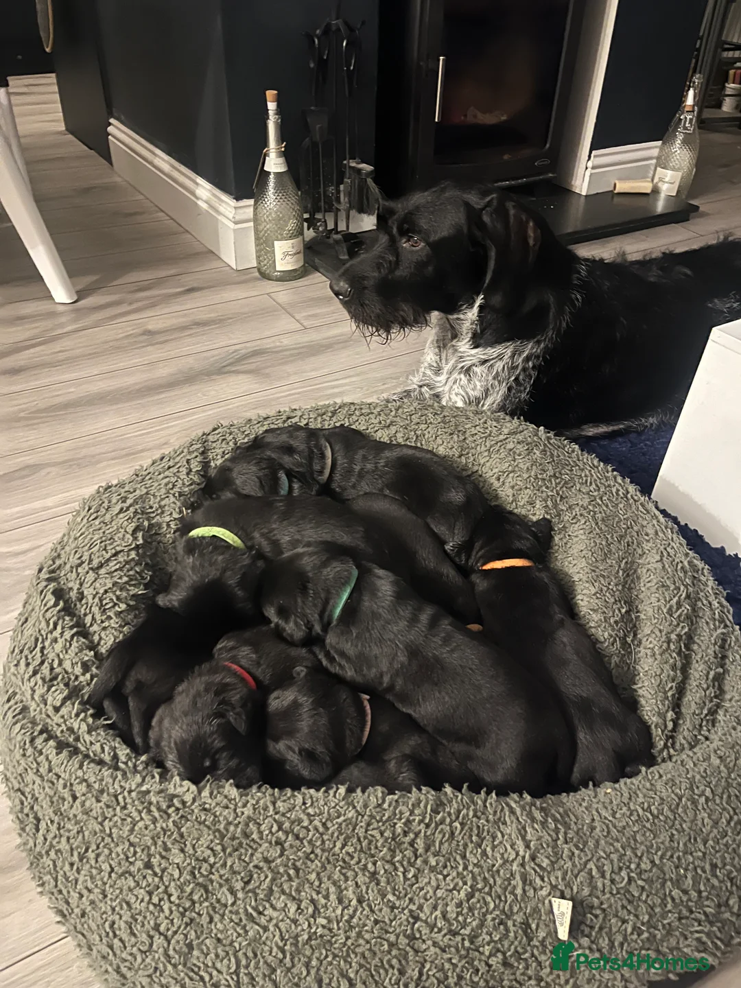 Mixed Breed dogs for sale: Pointer/lab pups - Advert 1