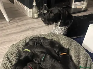 Mixed Breed dogs Pointer/lab pups - Advert 1