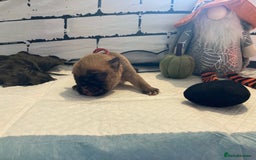 English Bulldog dogs for sale: Litter of 8  - Image 29