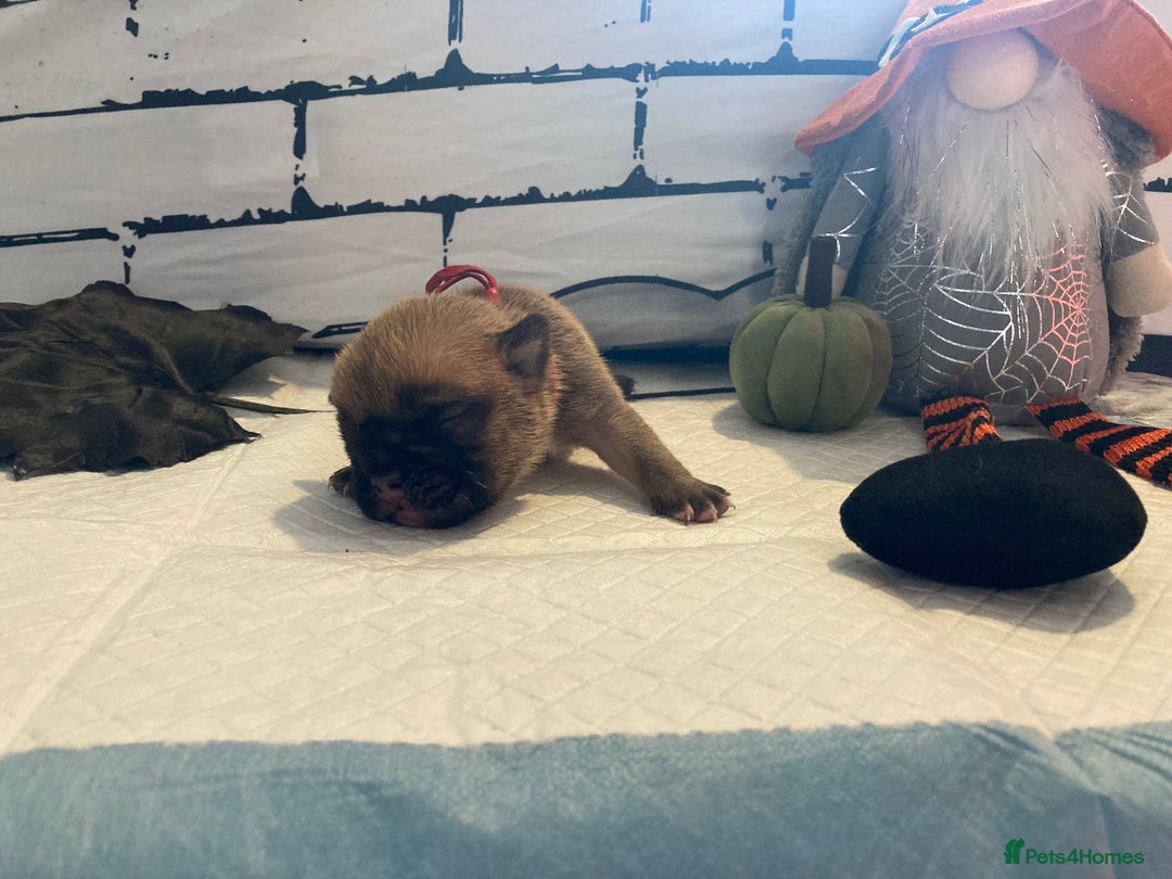 English Bulldog dogs for sale: Litter of 8  - Image 29