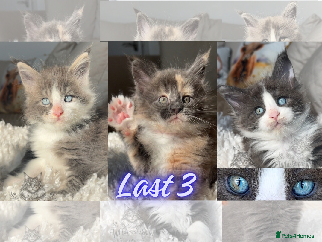 Maine Coon cats Last 3 Maine Coon Kittens Blue Eyes & Rare Colours - Advert 9