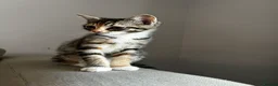 Mixed Breed cats for sale: 5 Beautiful friendly kittens - Advert 4