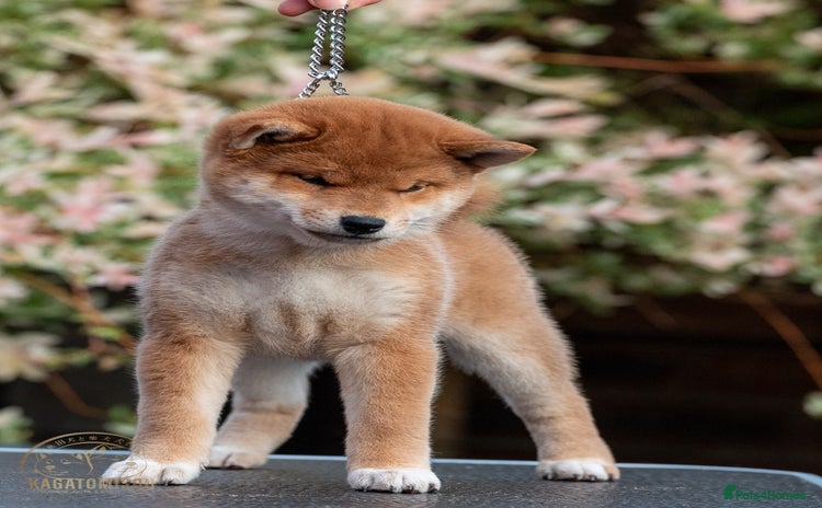 Japanese Shiba Inu dogs in Leigh - Advert 6