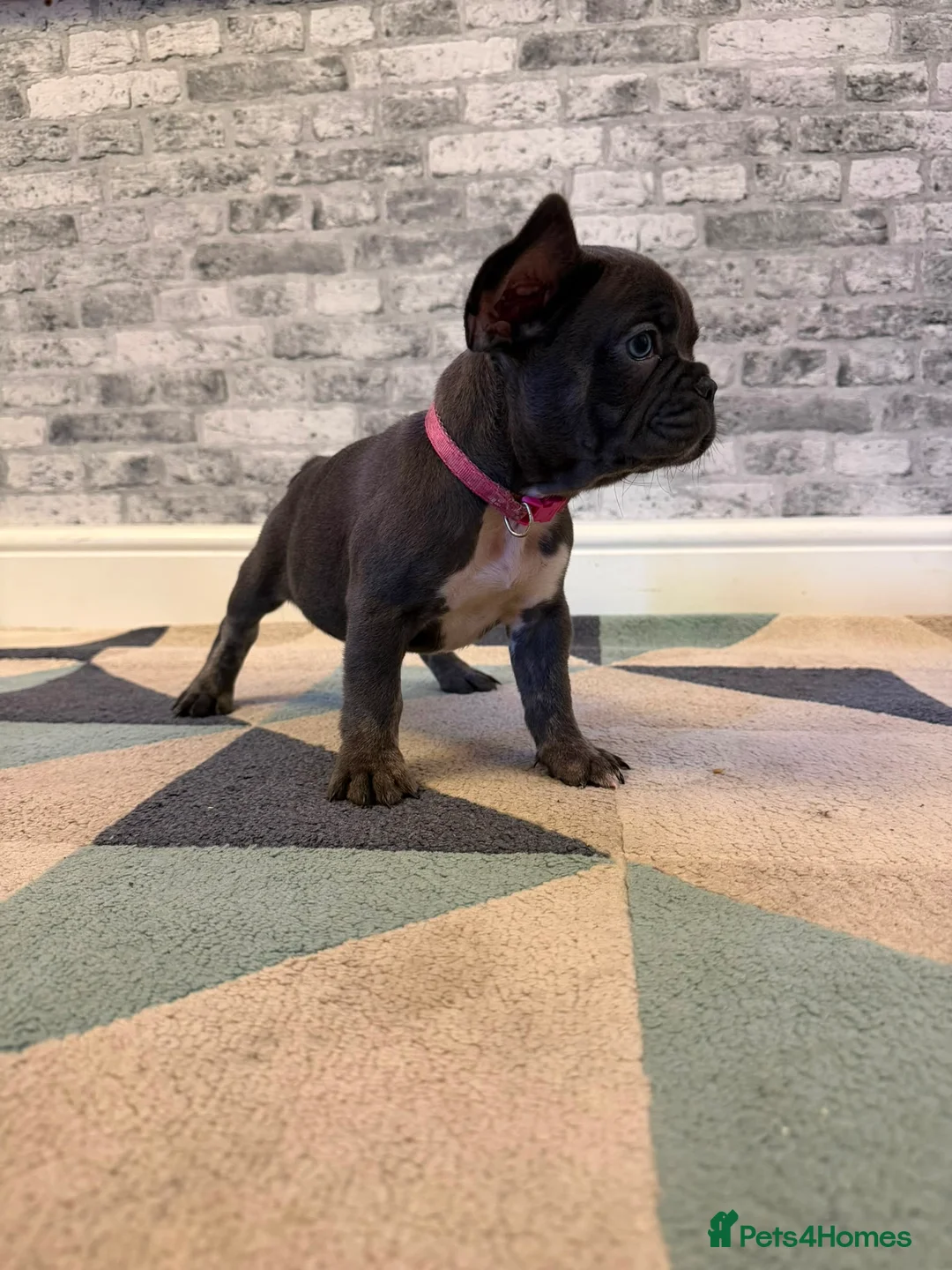 French Bulldog dogs for sale: K.C registered French bulldog girl - Advert 1