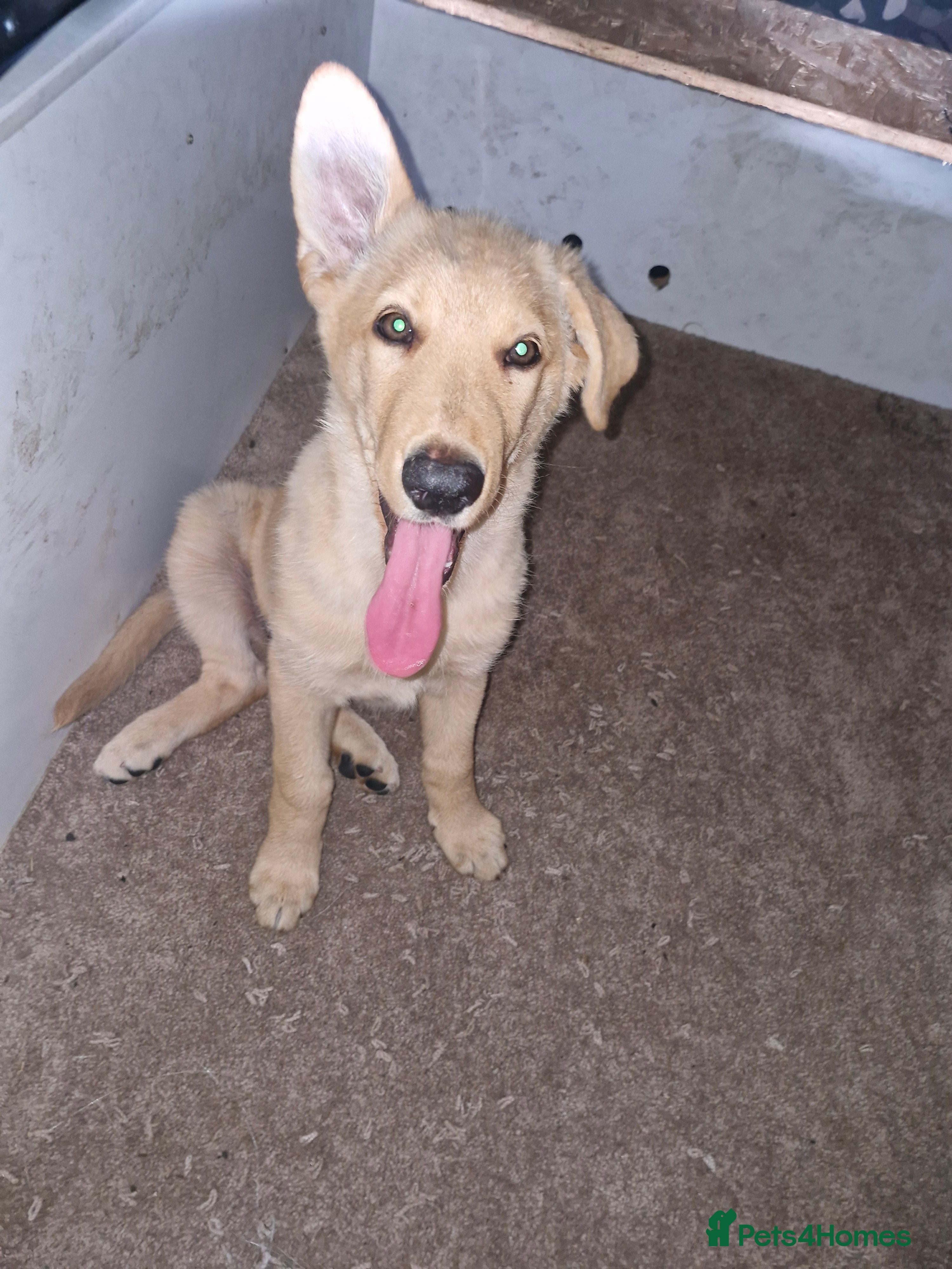 German Shepherd dogs 1 white girl available  - Advert 2
