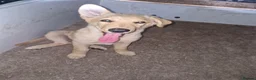German Shepherd dogs for sale: 1 white girl available  - Advert 2