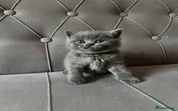 Scottish Fold cats for sale: Adorable Scottish Fold & Straight Kittens 💕🐾 - Image 8
