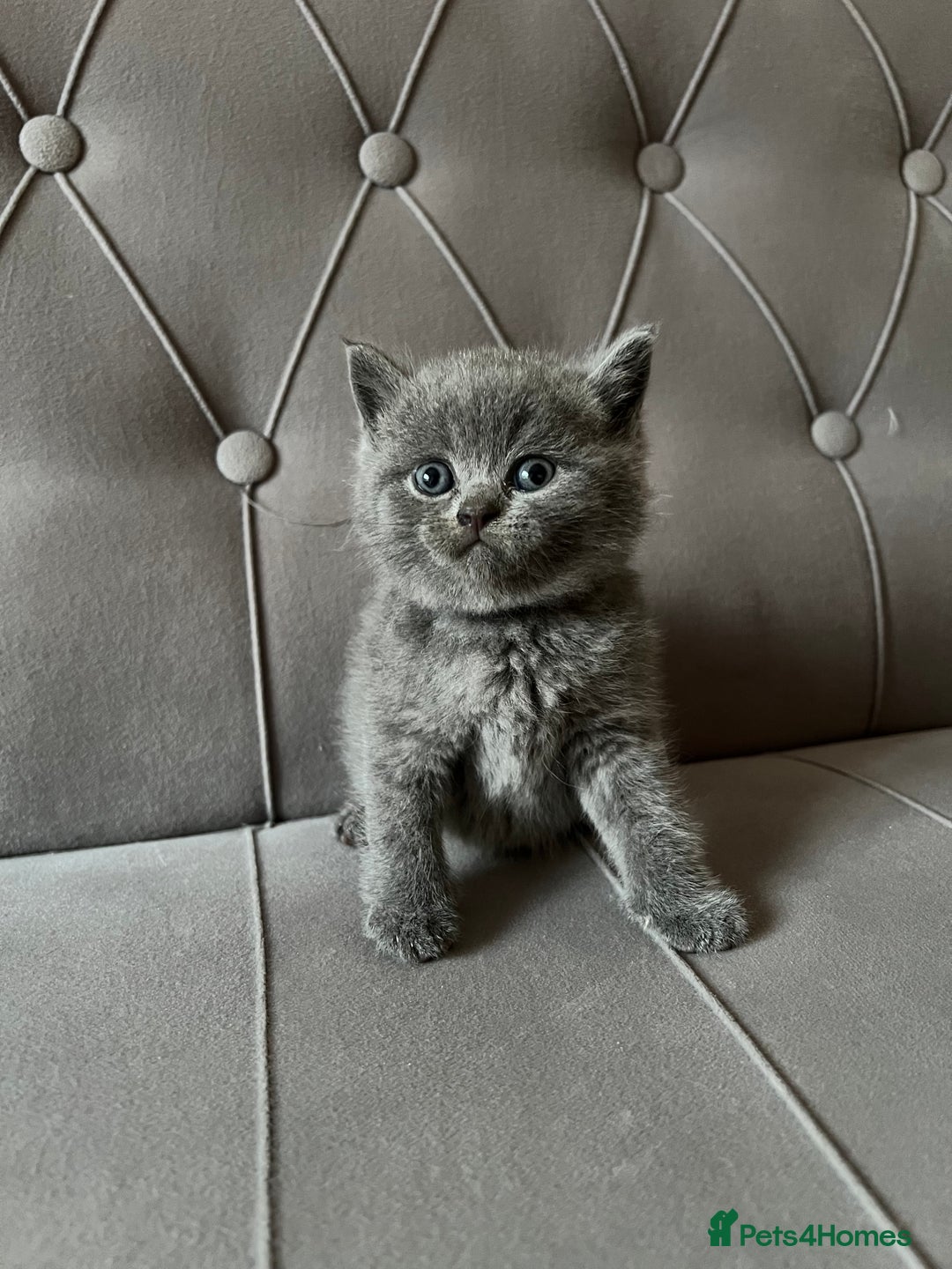 Scottish Fold cats for sale: Adorable Scottish Fold & Straight Kittens 💕🐾 - Image 8