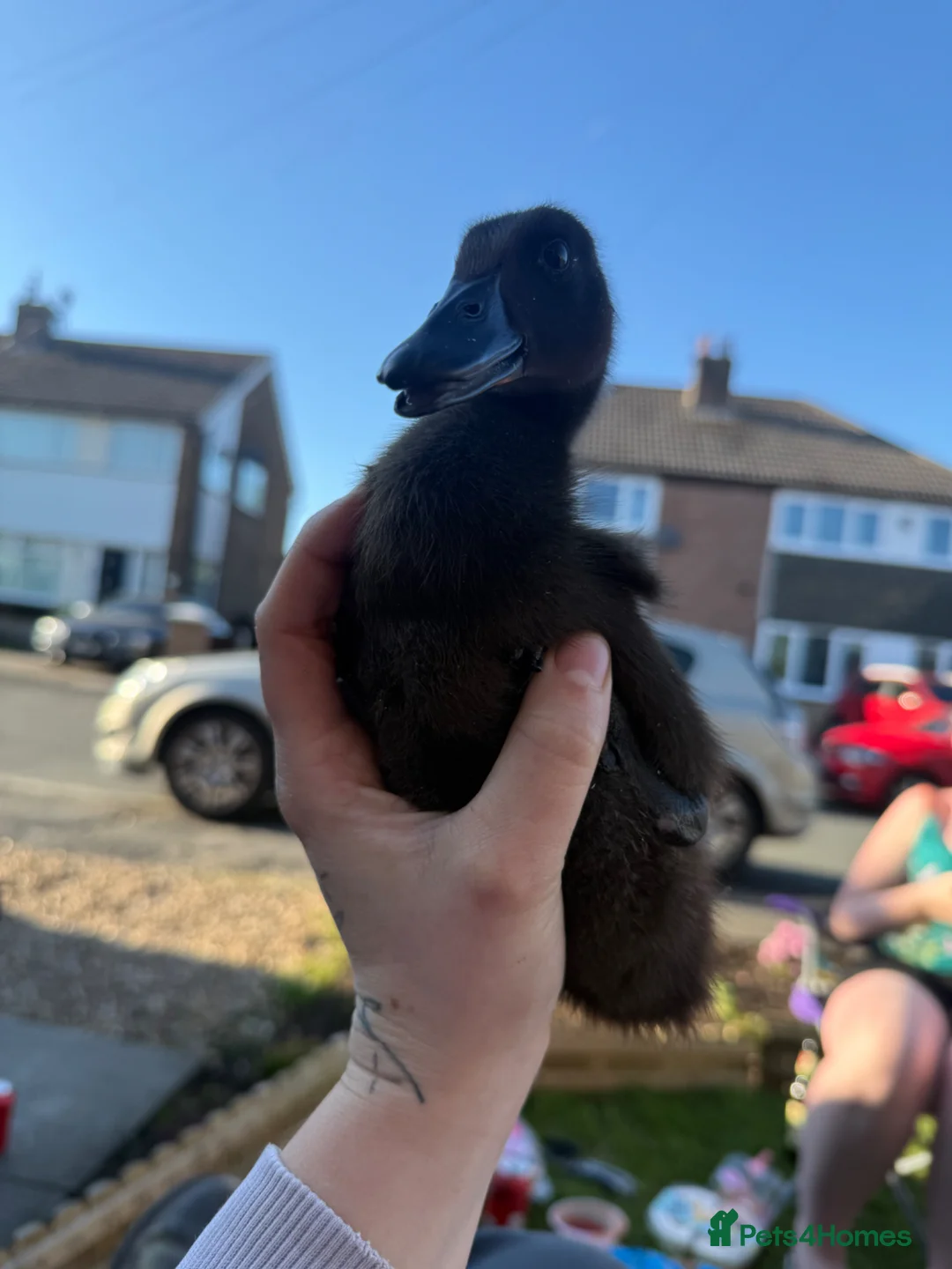 Ducks poultry for sale: Cayuga ducks  - Advert 2