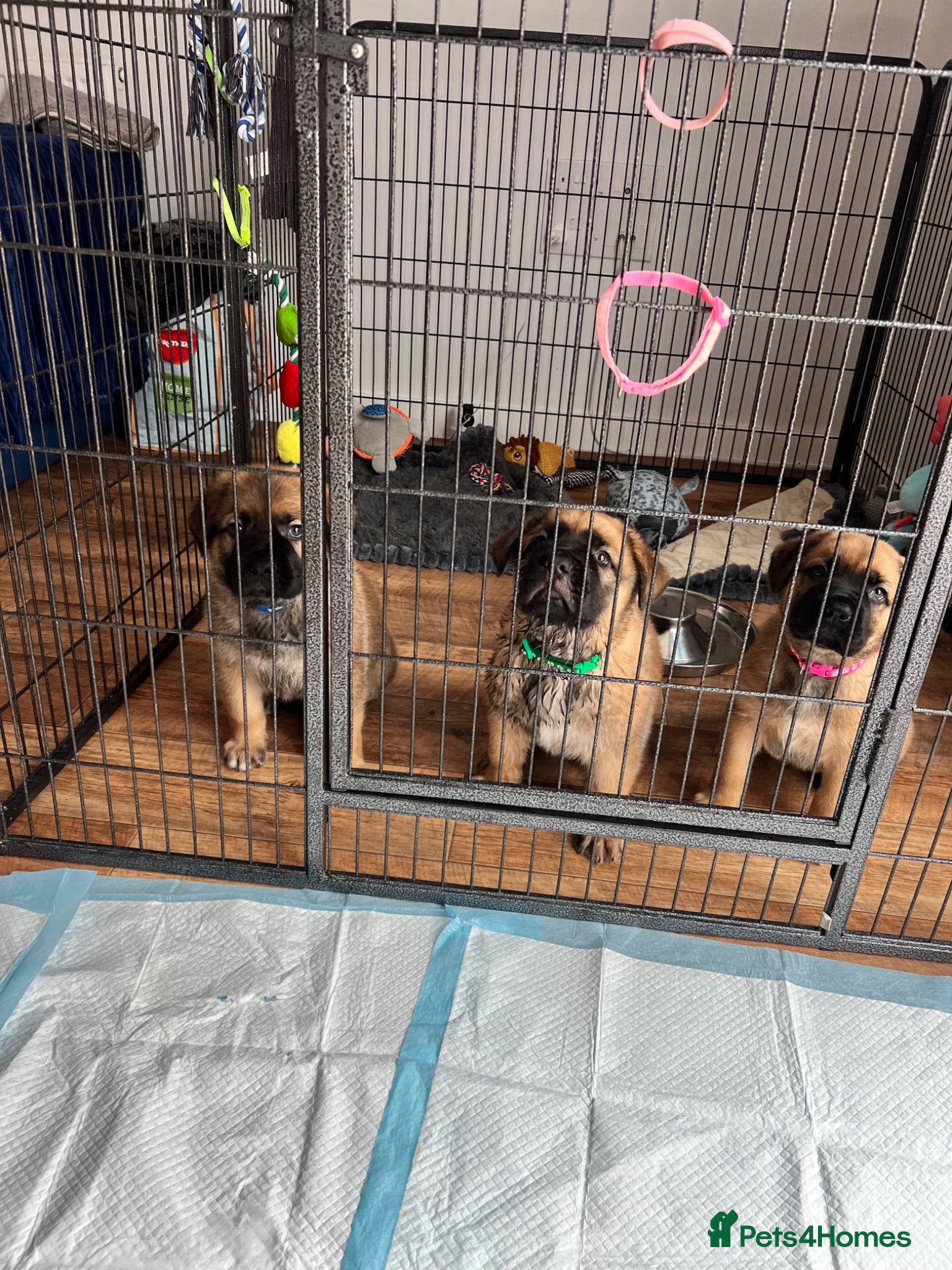 Mixed Breed dogs Douge De Bordeaux X German Shepard's - Advert 1
