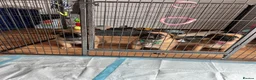Mixed Breed dogs for sale: Douge De Bordeaux X German Shepard's - Advert 23