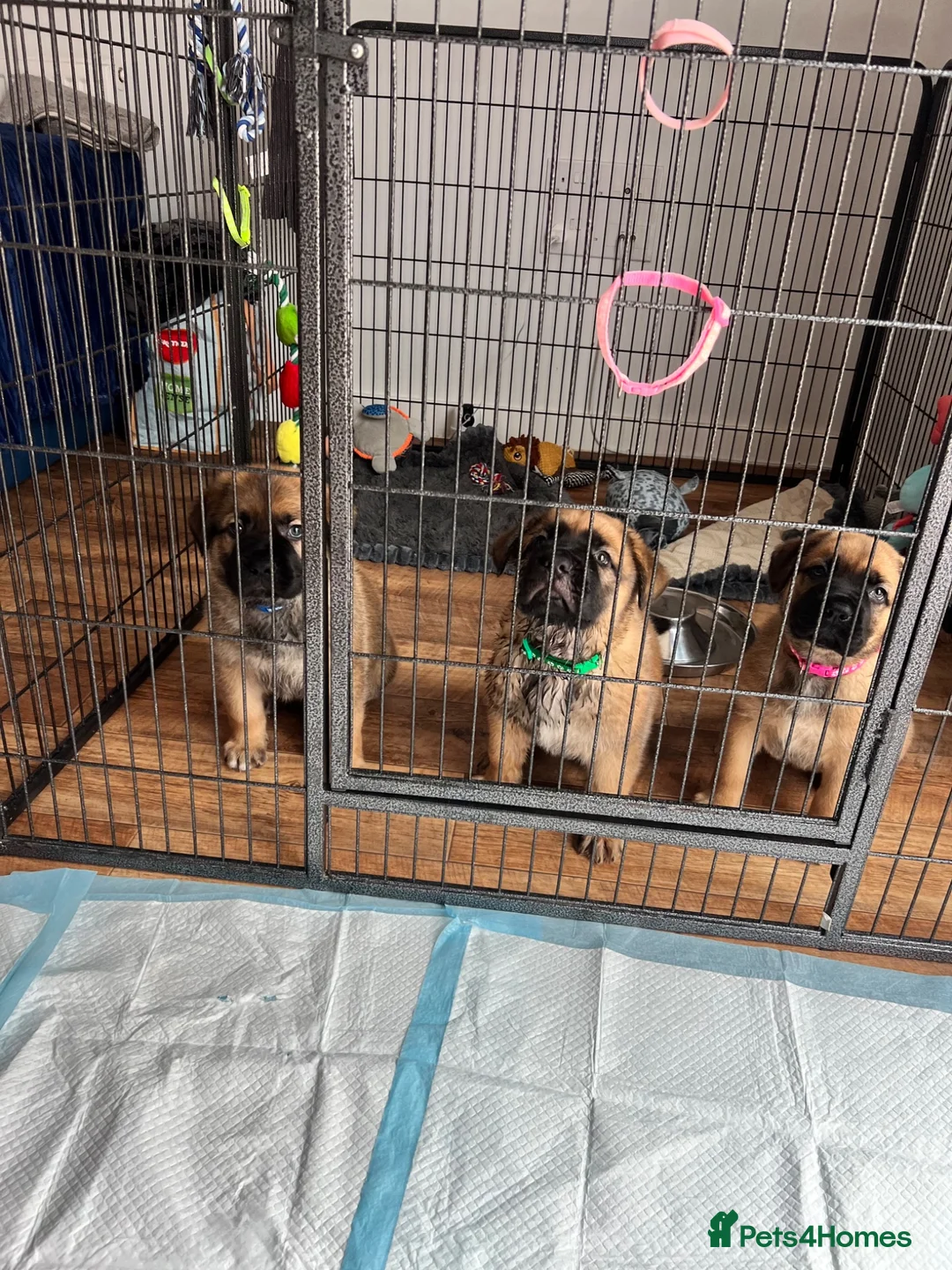 Mixed Breed dogs for sale: Douge De Bordeaux X German Shepard's - Advert 1