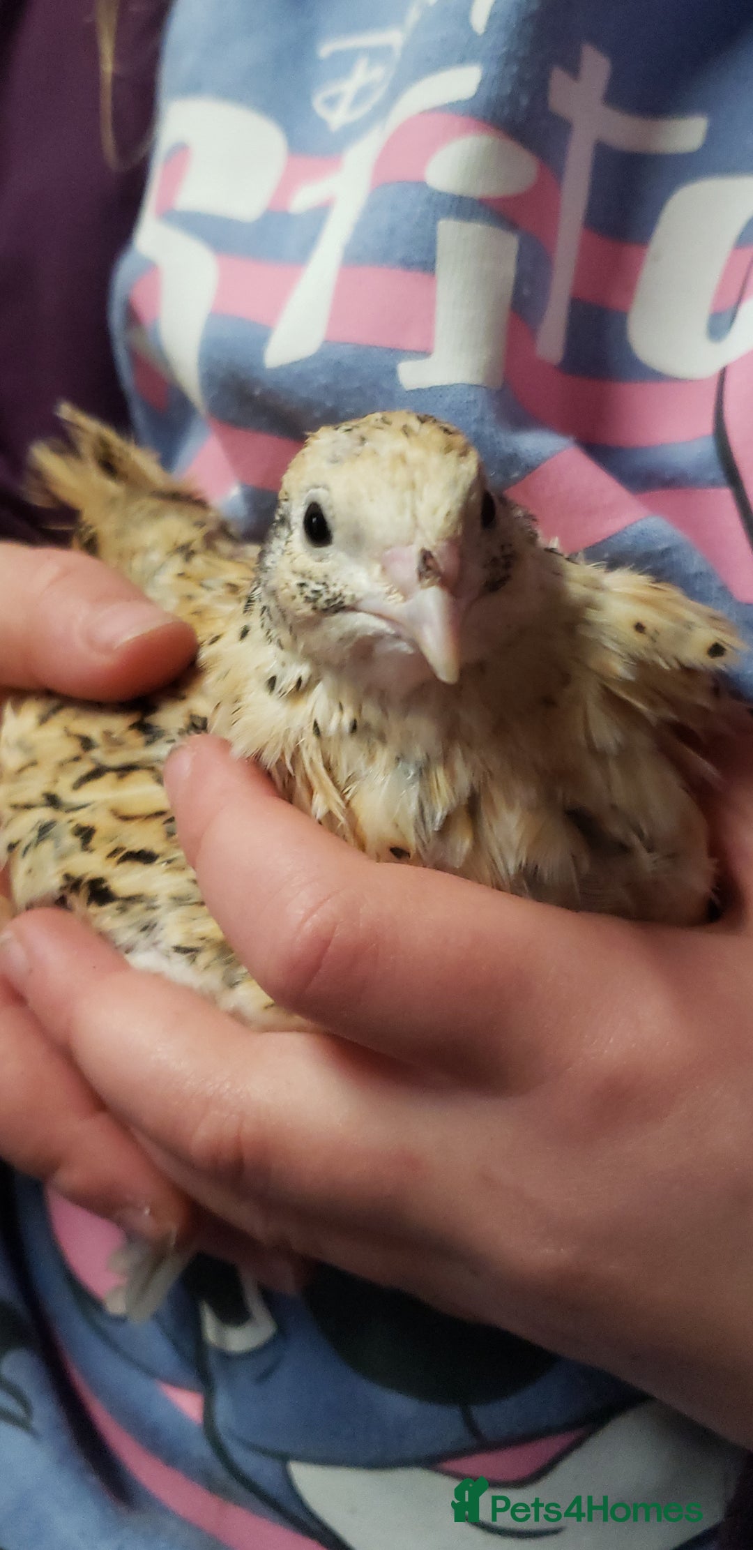 Quail poultry for sale: Quail Laying Type Cortinux - Advert 2
