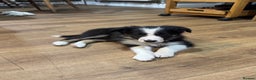 Border Collie dogs for sale: KC Registered Border Collie puppies - Advert 6