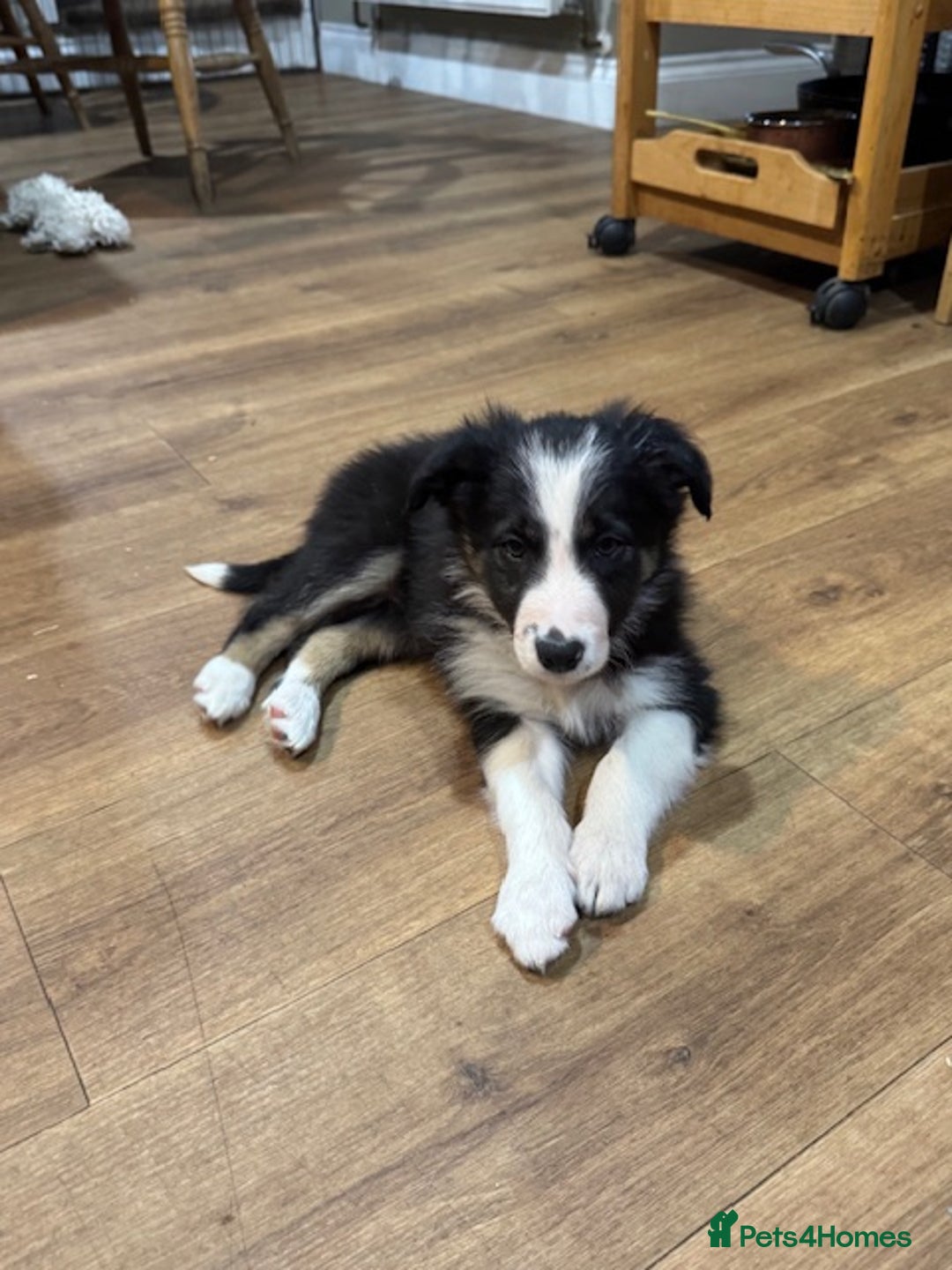 Border Collie dogs for sale: KC Registered Border Collie puppies - Advert 6