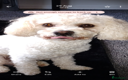 Cavapoochon dogs for stud: Cavapoochon - Image 1