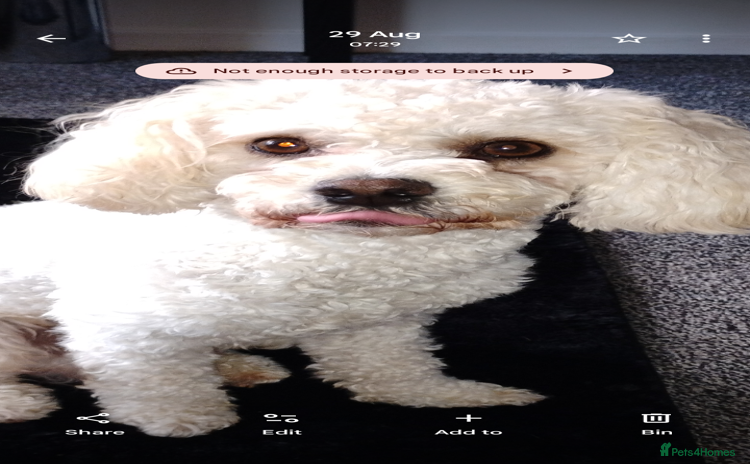 Cavapoochon dogs - Advert 1