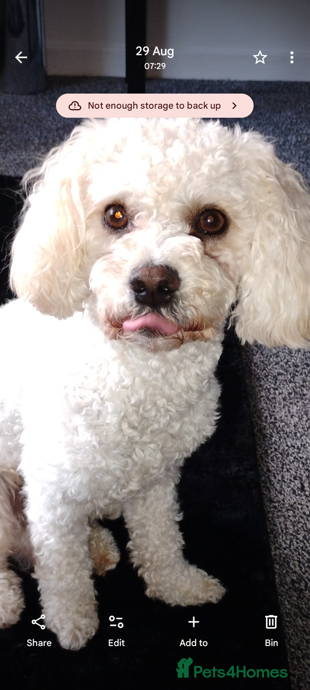 Cavapoochon dogs for stud: Cavapoochon - Image 1