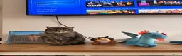 Domestic Shorthair cats for sale: Family cat for rehoming in Hastings - Advert 1