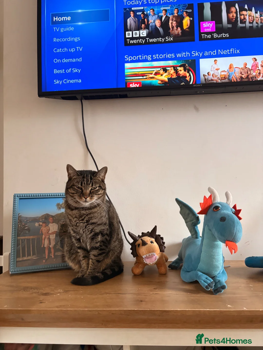 Domestic Shorthair cats for sale: Family cat for rehoming in Hastings - Advert 1