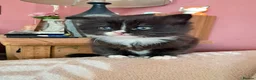 Mixed Breed cats for sale: Beautiful long haired girl - Advert 1