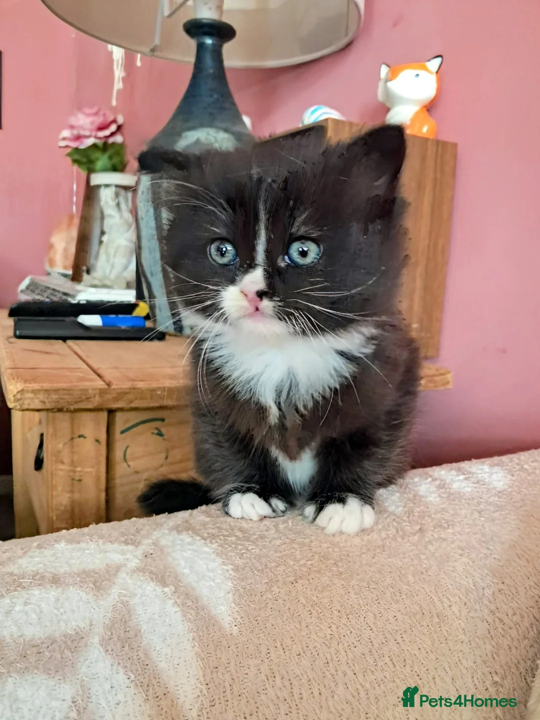 Mixed Breed cats for sale: Beautiful long haired girl - Advert 1