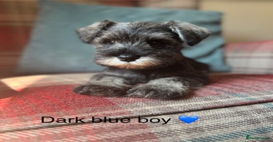 Miniature Schnauzer dogs - Advert 3