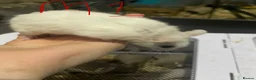 Mouse rodents for sale: Multimammates  - Advert 22
