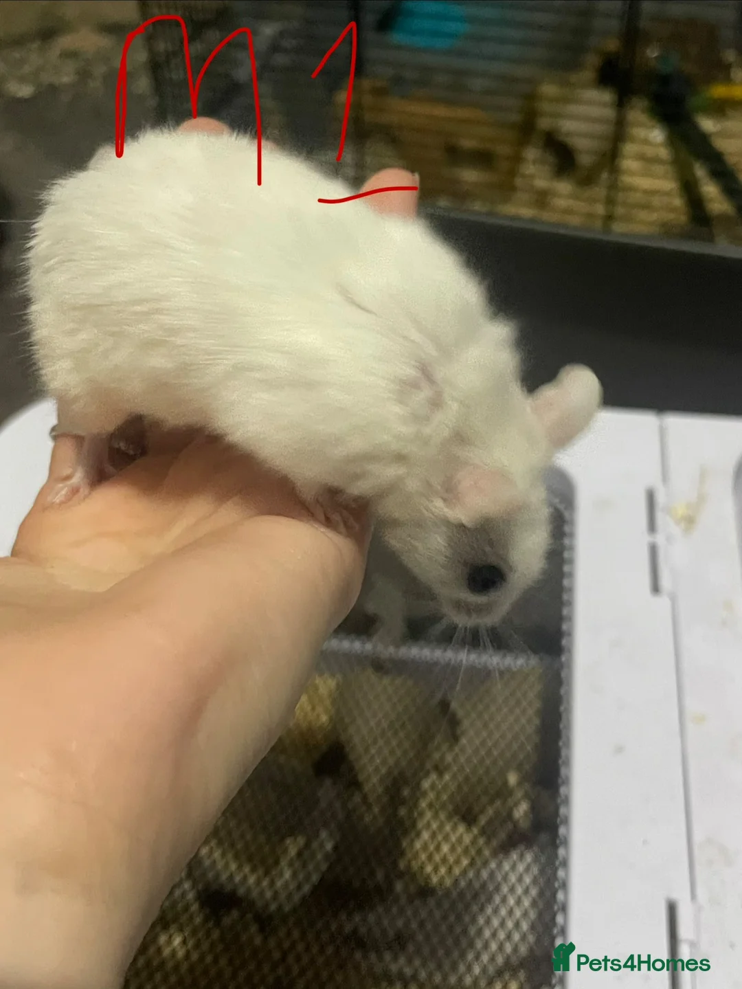 Mouse rodents for sale: Multimammates  - Advert 22